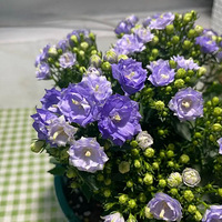 ���������ذ굤������