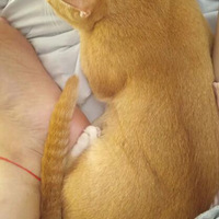 ����ȸè��һֱ����ħ�����ģ��˽