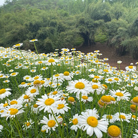 �����԰̫���ˣ���ô�໨���㶼��ʶ��