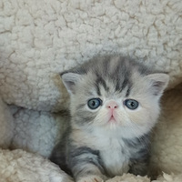 �ӷ�è���黢�߼Ӱ�����