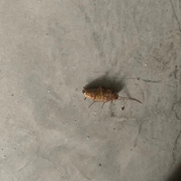 ����������ö�͵���Ű������룬���룬���룩