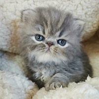 С��������Ƭ̫����