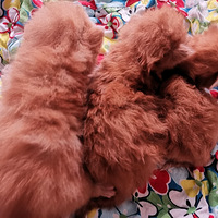 ��Ӱ���С�ּӷ�è