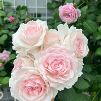 ���˺ö���¼���������ڵ��¼��о����л����в�Ӯ