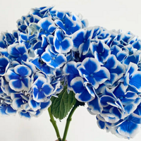 �������ڵ������໨�ɣ���ֱ��̫����