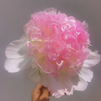 ��ҩ�����Ƕ����������ǵĻ�������