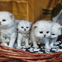 ����С������¶����