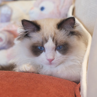 �ĸ��µĲ�ż��ȥ�˿ɰ�����ʼӢ��