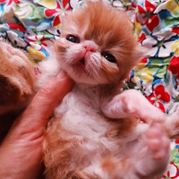 �ӷ�è�컢�߳�ë����������