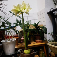 ��̨��԰������Խ��������ֲ25��󿪻���