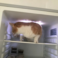 �����ﳤè��