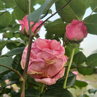 ��һ����ͼƬ��ٵ����᲻��