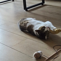 ��ĺ���ÿ��ɹè���ǲ�����˼������Ȧ