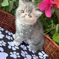 ��ô�ɰ��ļӷ�è��������û������ϲ����