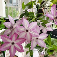 ��������������������а�