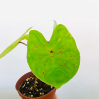 ��Ҷ����������