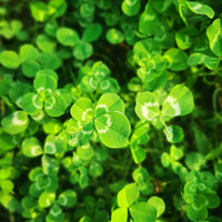 ̽·~ÿζ·ֵLuck԰ʵҶ