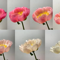 ����ӵ�в���һ�������ɺ������