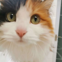 ����������ë����������ɰ���Сè����