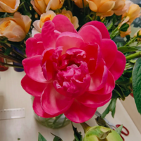 ����ɺ���Ļ���ֻ��������