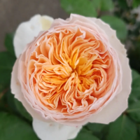 �����ۣ��ϼҵ��Ե�����ǿ���̫����