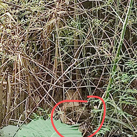 ����Ҫ��������è�𣬼Ҹ���һֻ����è���˼�������