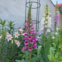 ��̳�߹�ʱ��