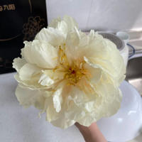 uu������ʲôƷ����ҩ�������ҩä����ĺþ�ϲ��