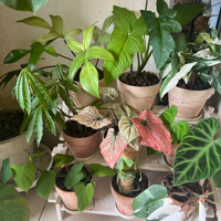 �Ұ��ҵ�С���ӣ�