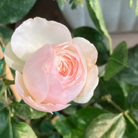 ���������С��Ů�����ǳ���ȷʵ��ɣ��