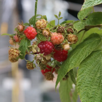 �������ֹ�ֲ