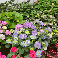 �Ҽҵ����򻨿�ʼ����