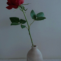 5���򻨼ǣ�520Ҳ����23Ԫ20֦�ĺ�õ�壬������