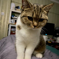 ��������һ��Сĸè