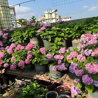 ϣ��ÿһ�춼ò���绨