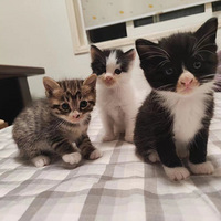 �����ƺСè�������