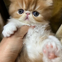 ˭�ҵ�С�ɰ�ѽ