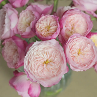 ������ӵ���˿�˹̹�ģ�