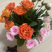 ѩɽ�������