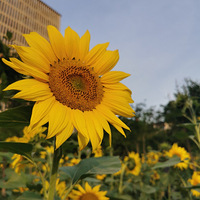 ����ϲ����������