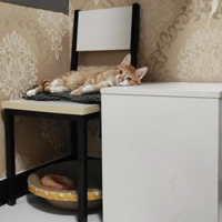 ��è�ǲ���������ѽ����֪�����ŵ�˯~