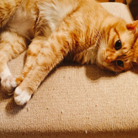 �����ɵ�è����