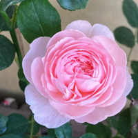 ¶̨ʮ���Σ�����ϲ��˭��