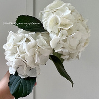 ÿ��һ�����ʻ���#ħ��ѩ�������