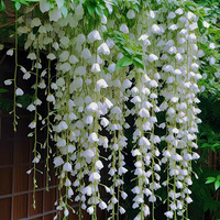 ��˿������������һ��