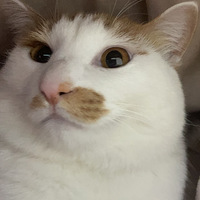 �����ͬ�����è��