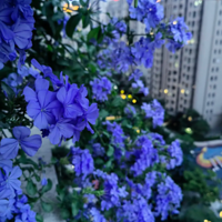 ��ѩ�������װ�ռ���Ҽ���̨��Cλ