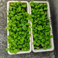 ȫ��������ֲ�