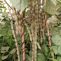 Ժ����������֣��о�����Ĳ˳Բ�����