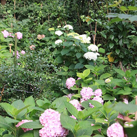 �����������������ʵ��������԰